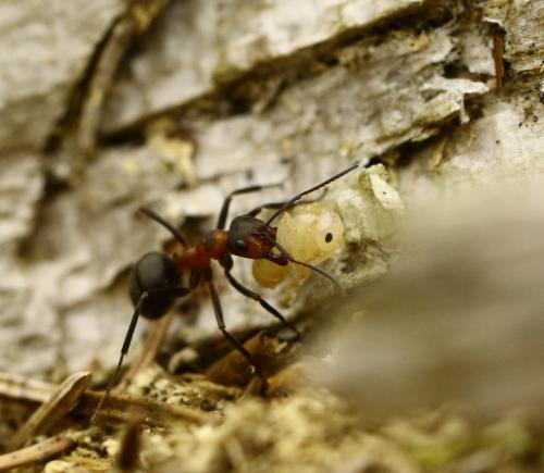 Formica rufa